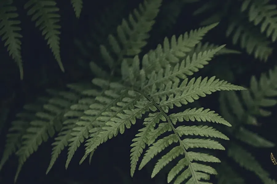 Natural fern fronds on dark background