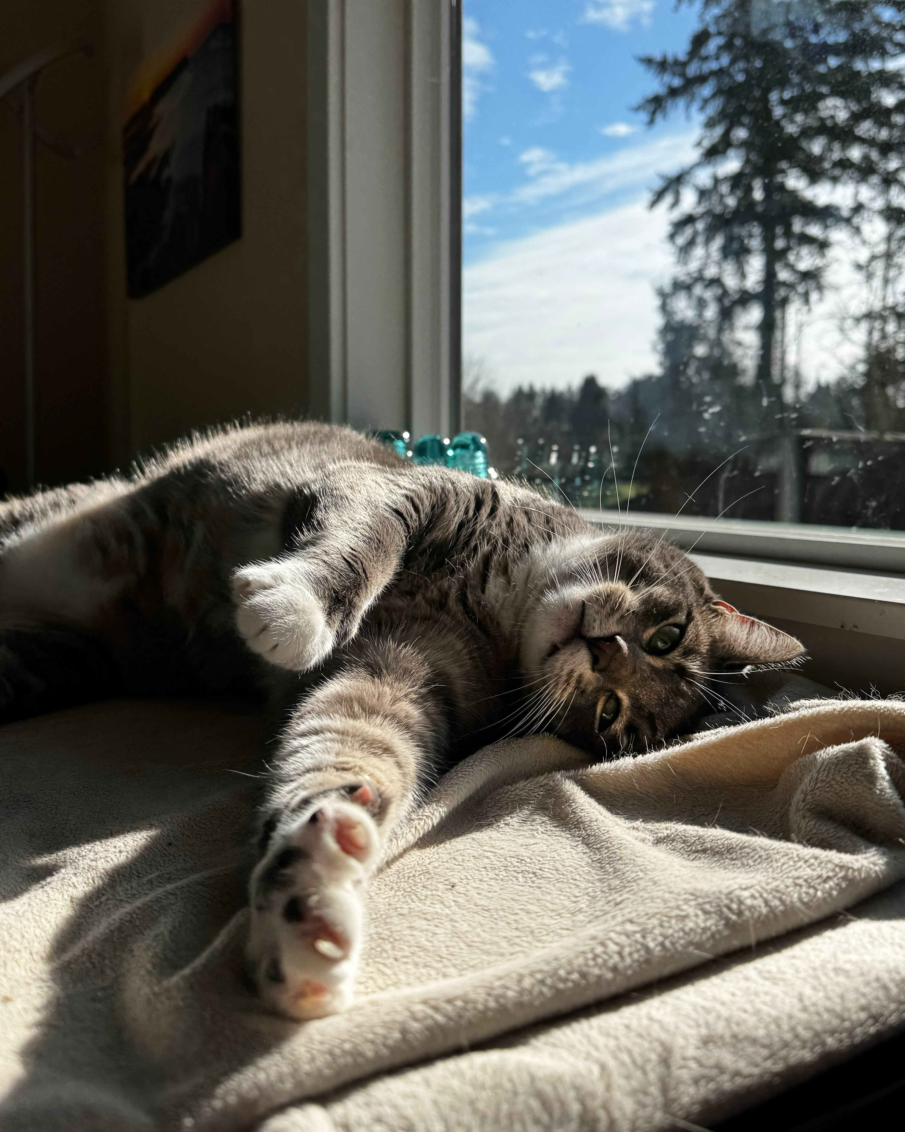 A relaxed grey tabby named Figgy basking in warm window light at home in Happy Valley.